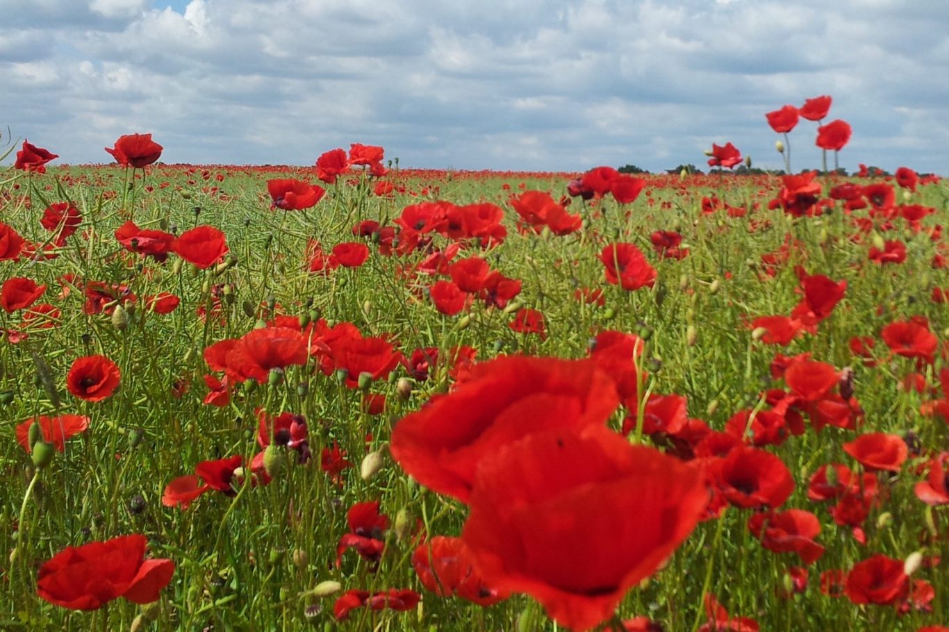 Mohnfeld in Mecklenburg Mohnfeld in Mecklenburg